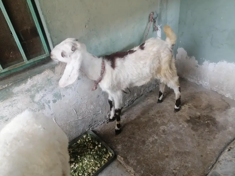 dumba or bakra — photo 3