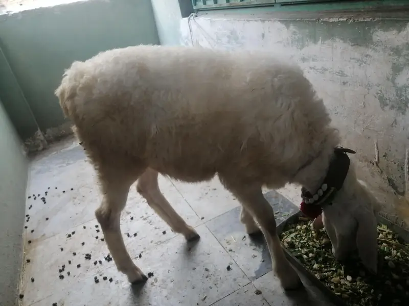 dumba or bakra — photo 4