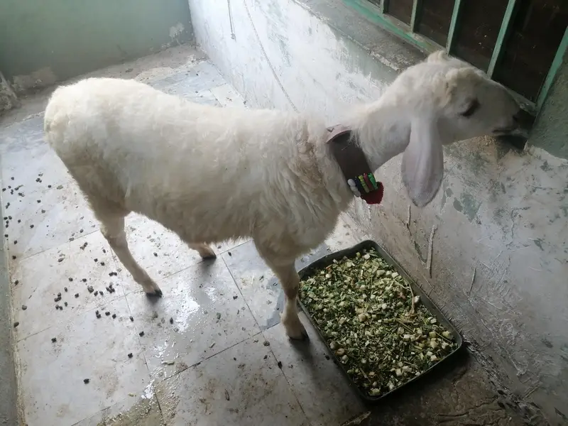 dumba or bakra — photo 5