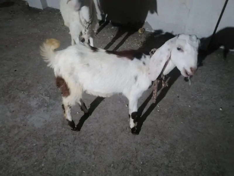 dumba or bakra — photo 6