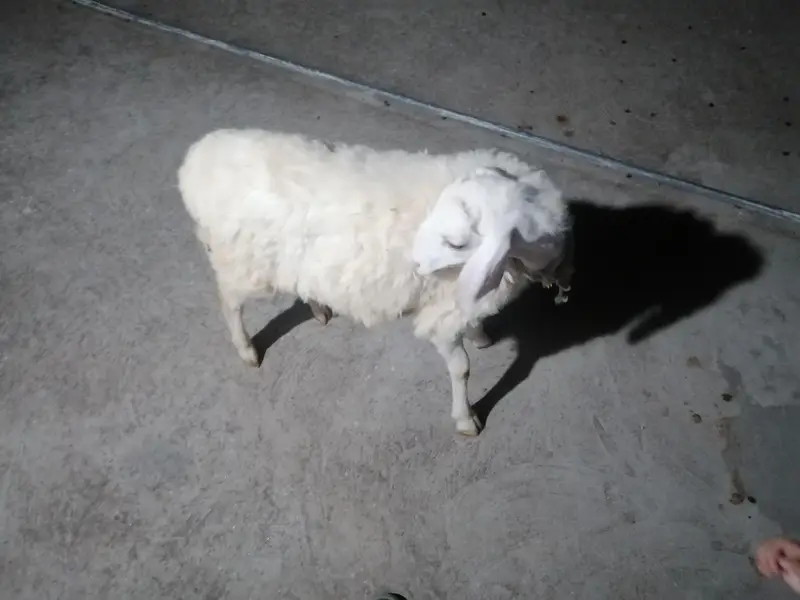 dumba or bakra — photo 7