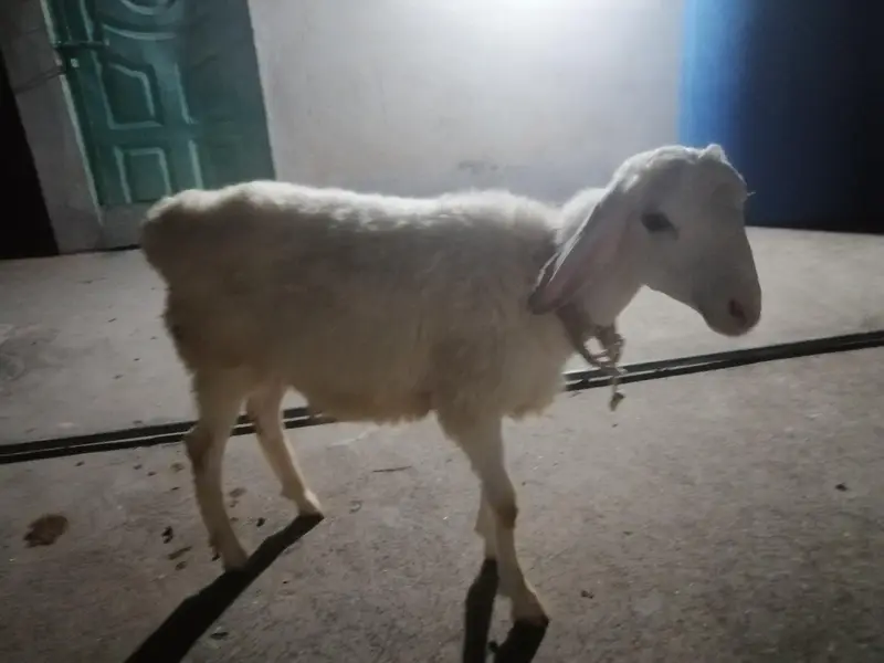 dumba or bakra — photo 8