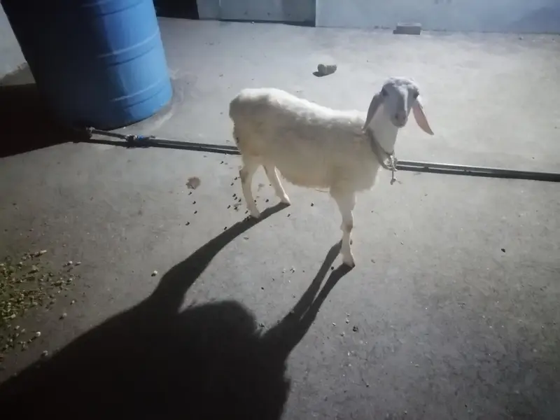 dumba or bakra — photo 9
