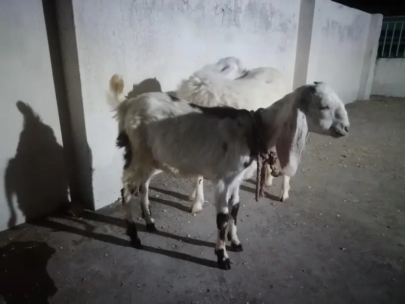 dumba or bakra — photo 10