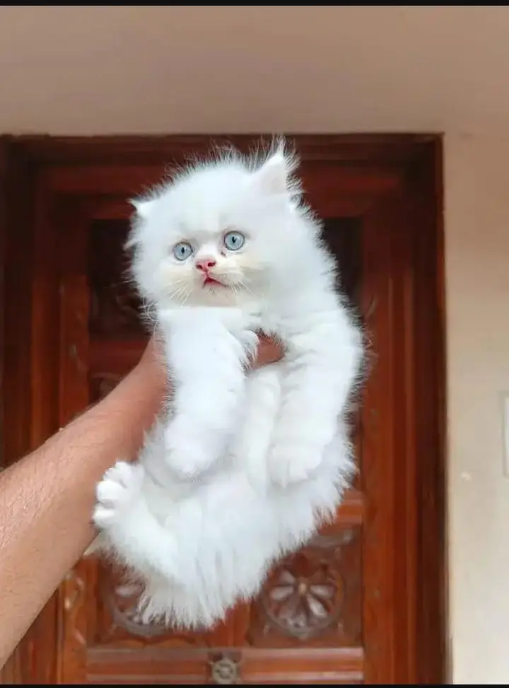 (Persian female kitten) (for sale all) (Pakistan delivery available) — photo 2