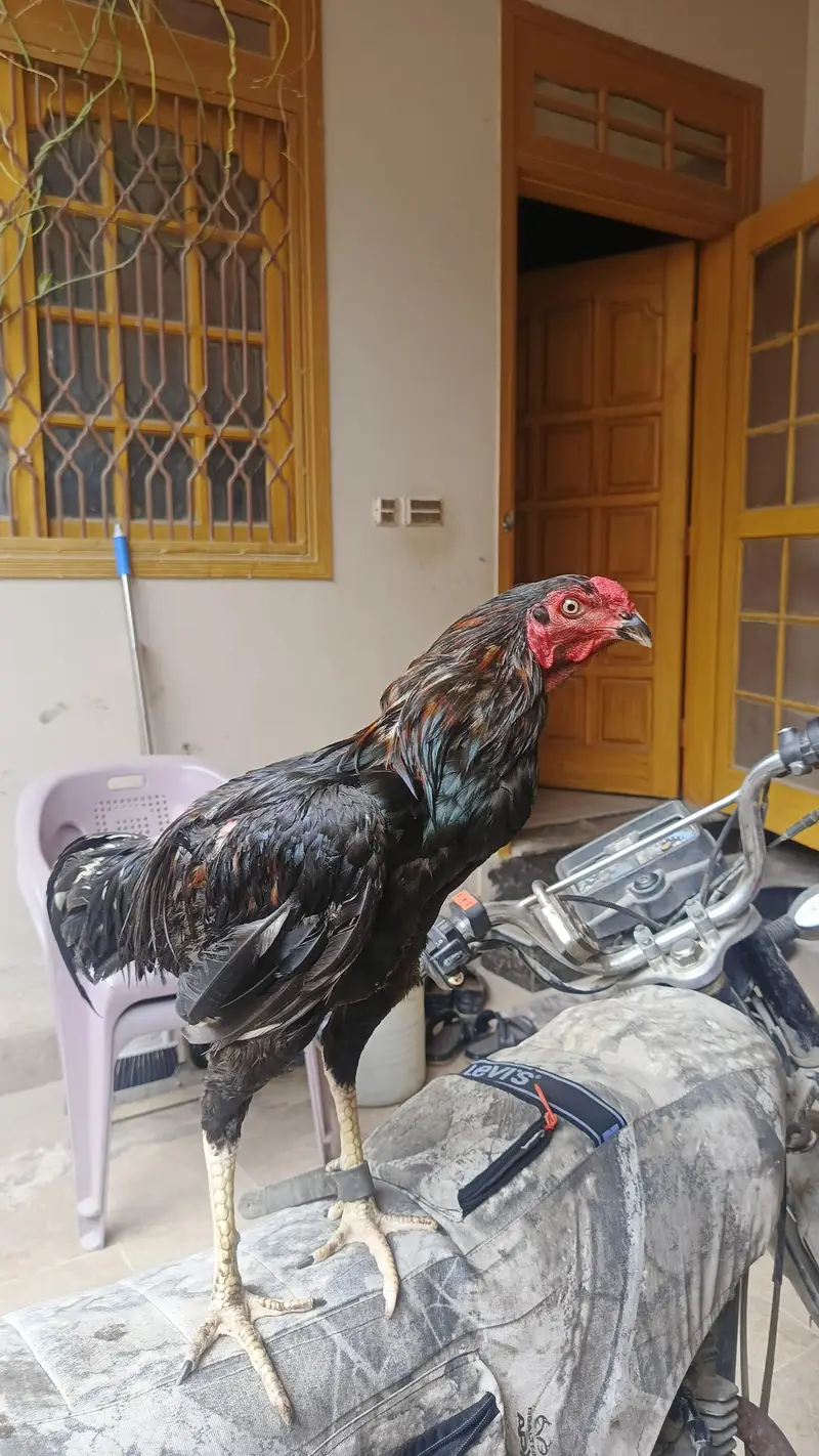 Pure Black Aseel — photo 3