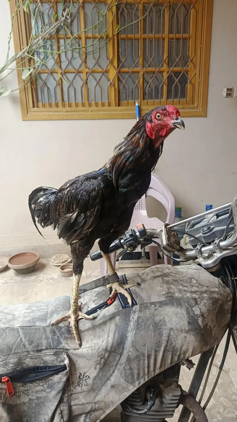 Pure Black Aseel — photo 5