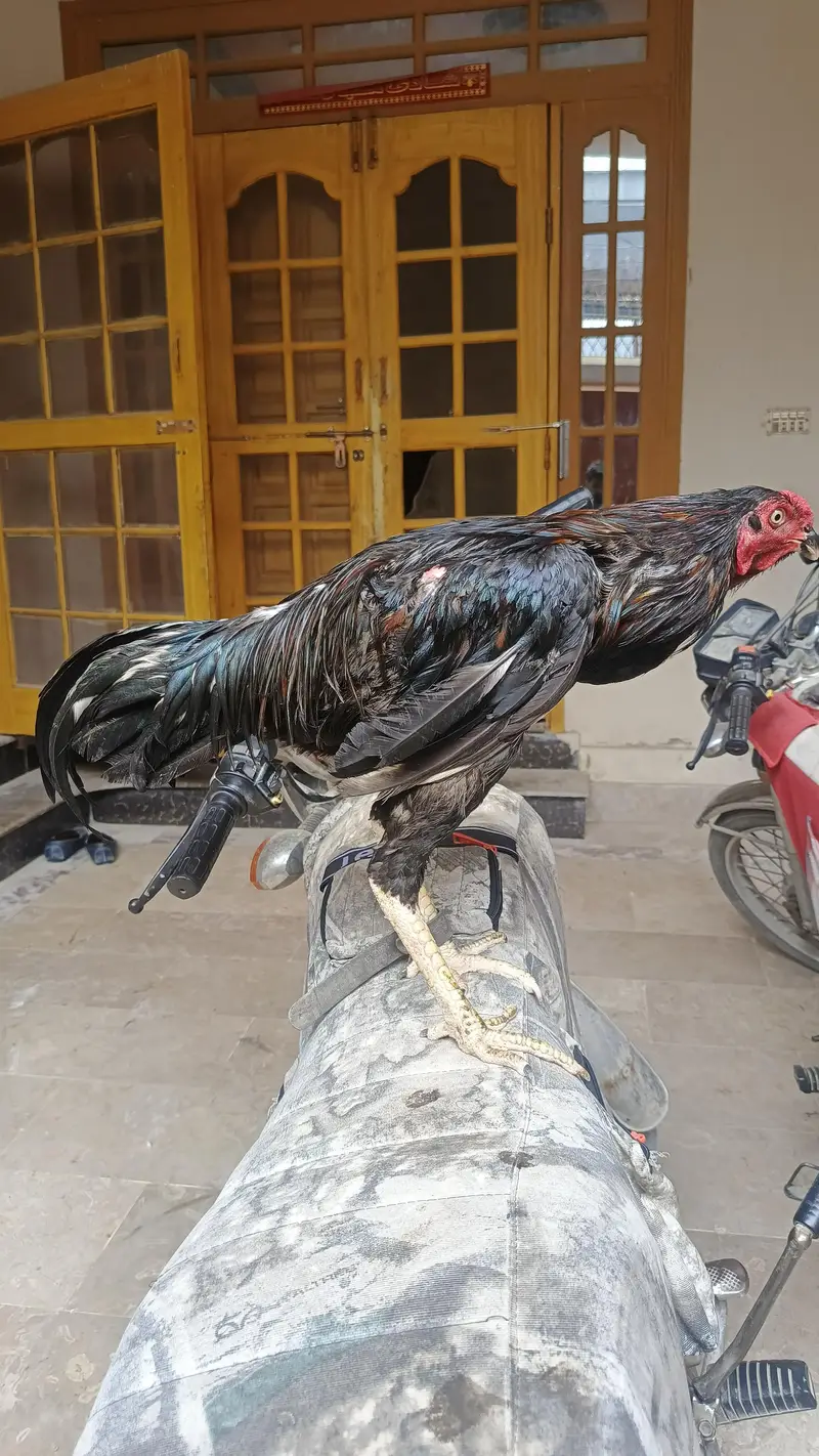 Pure Black Aseel — photo 7