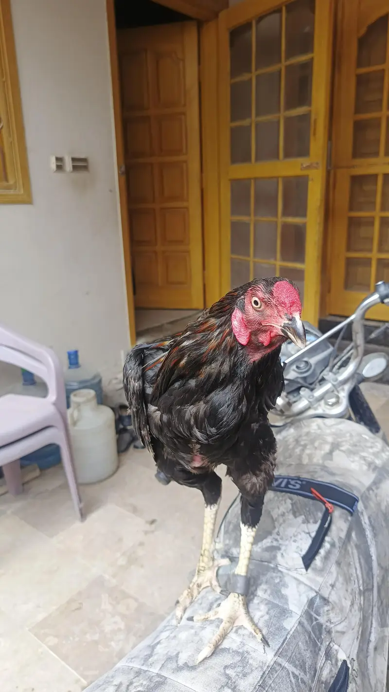 Pure Black Aseel — photo 8