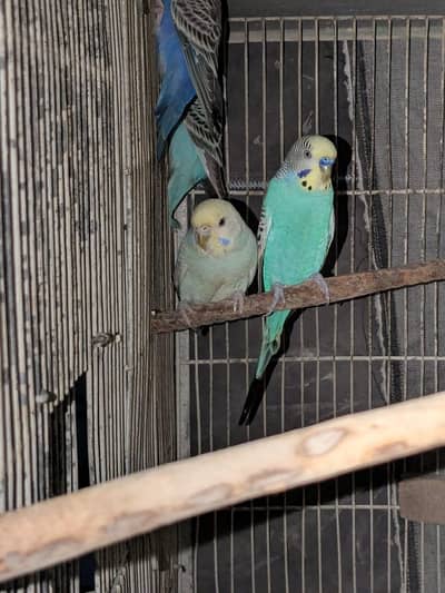 Budgie breeder Pairs
