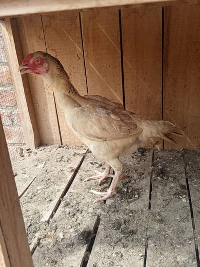Aseel Hens for Sale