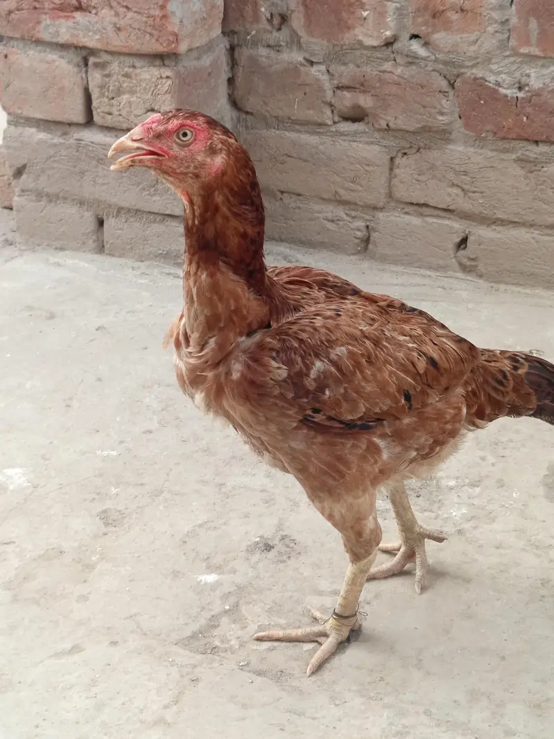 Aseel Hens for Sale — photo 2