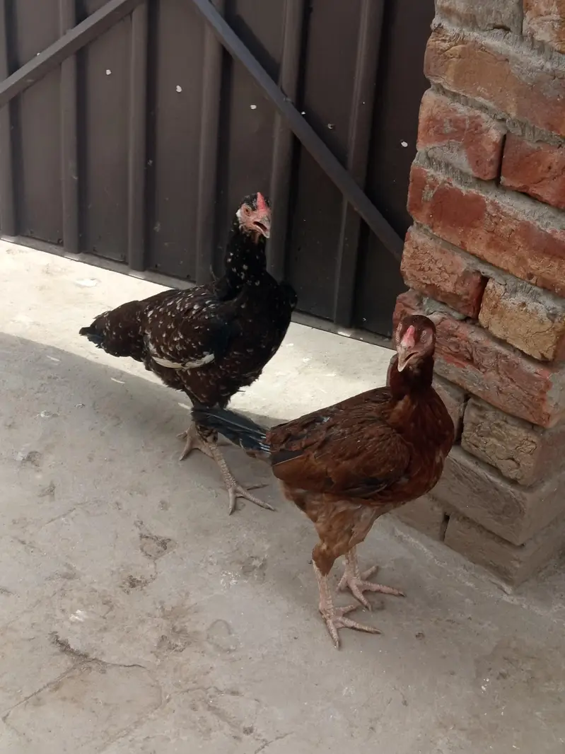 Aseel Hens for Sale — photo 3