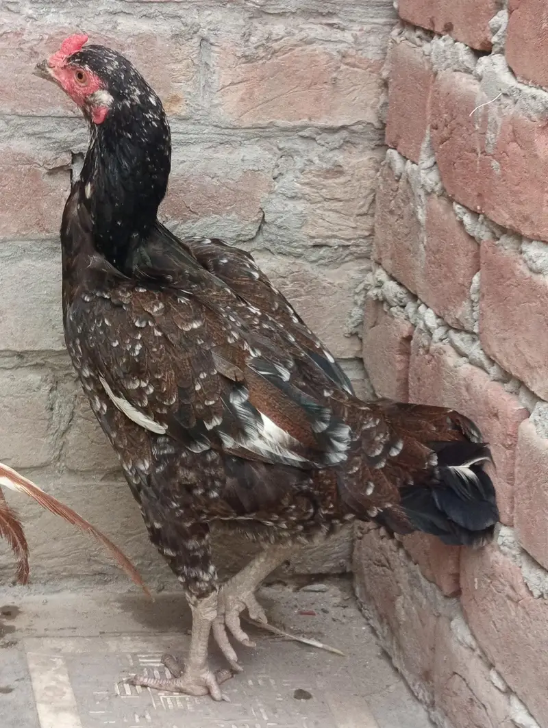 Aseel Hens for Sale — photo 4