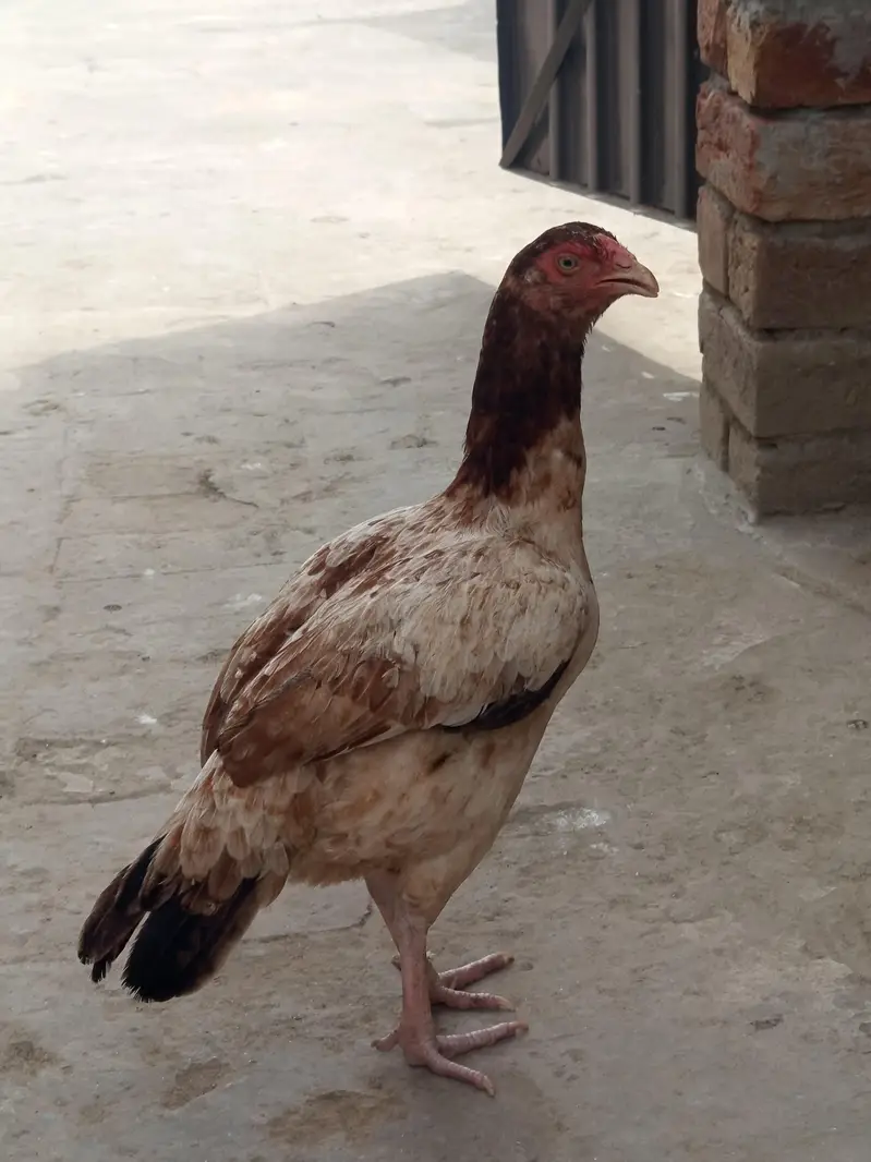 Aseel Hens for Sale — photo 5