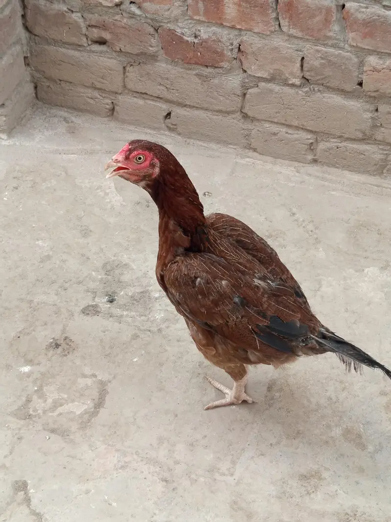 Aseel Hens for Sale — photo 6