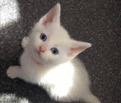 little cats for sale