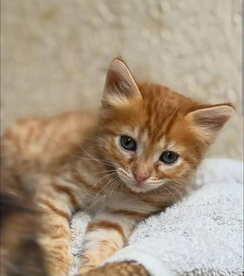 little cats for sale — photo 4