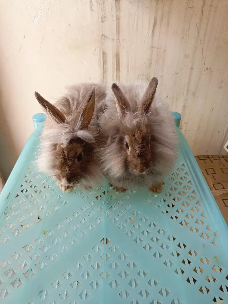 angora fancy rabbit different colours brown black and colourful babies — photo 3