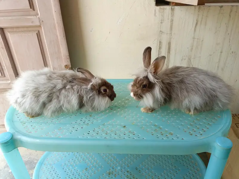 angora fancy rabbit different colours brown black and colourful babies — photo 7