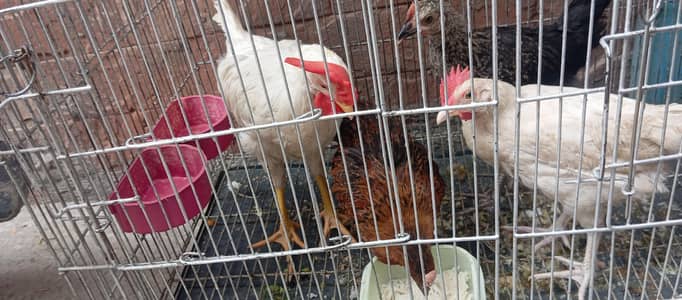 URGENT SALE: 1 White Farming Rooster & 1 Healthy Brown Desi Hen