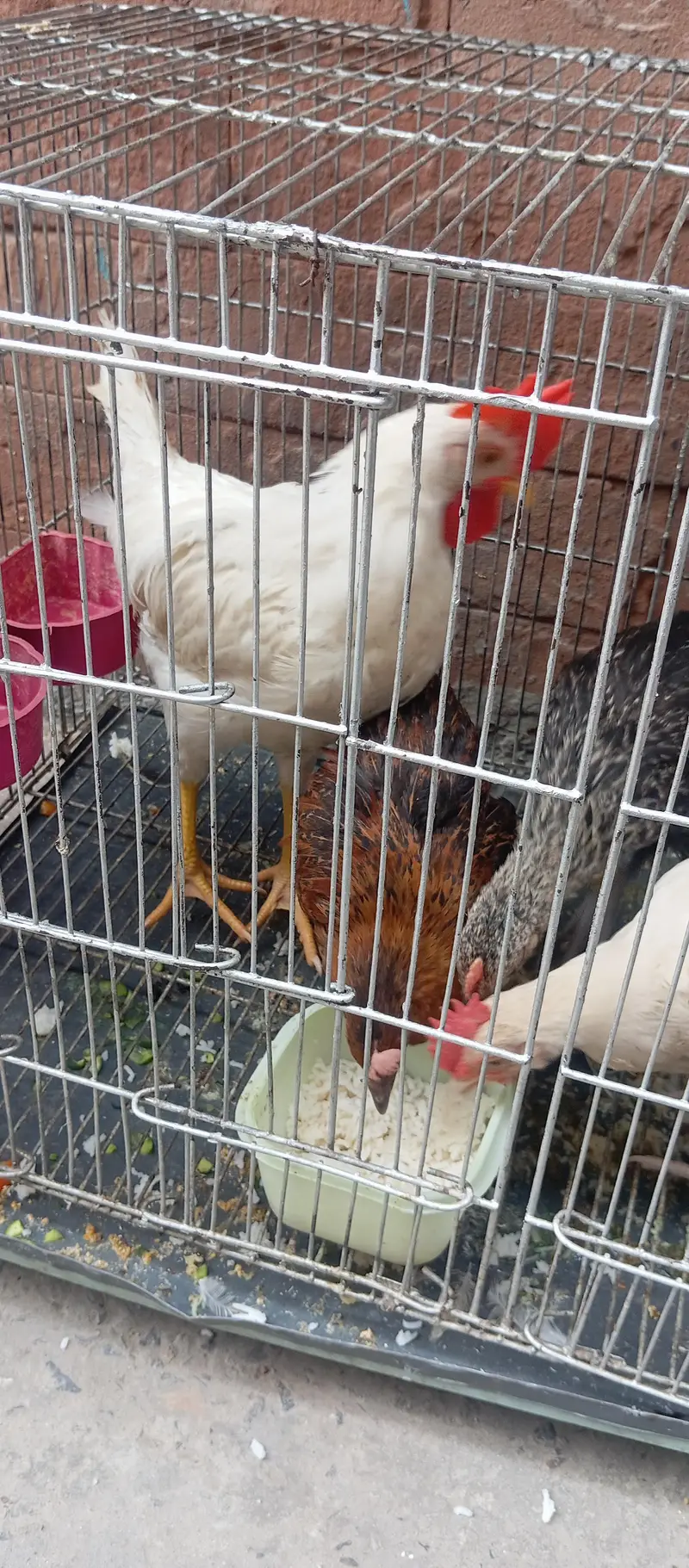 URGENT SALE: 1 White Farming Rooster & 1 Healthy Brown Desi Hen — photo 2