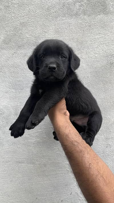 british labrador pup for sale03207562262