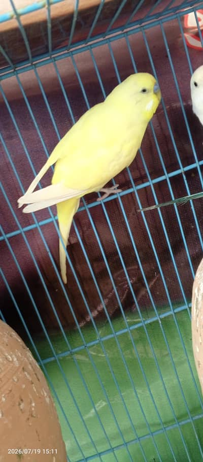 Australian parrots. Budgies  Bajri Breeder Male