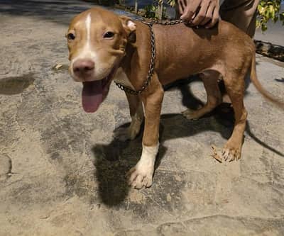 American pitbull male puppy vaccinations complete done vacation card