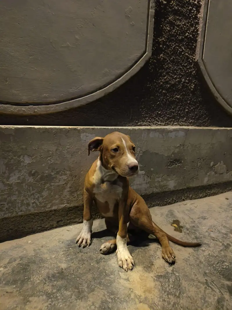 American pitbull male puppy vaccinations complete done vacation card — photo 3