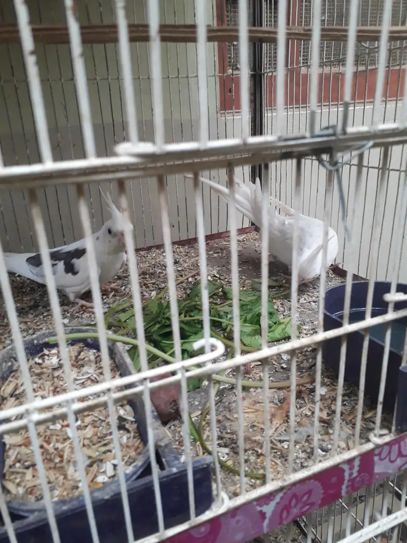 دو بہترین نر کاکٹیل — photo 5