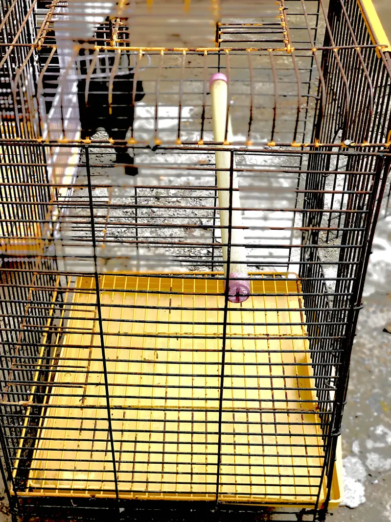 Raw Parrot cages — photo 7