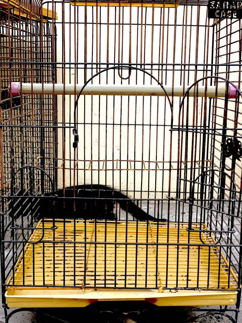 Raw Parrot cages — photo 8