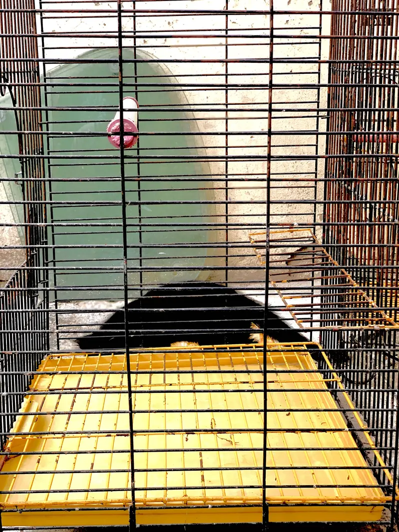 Raw Parrot cages — photo 10