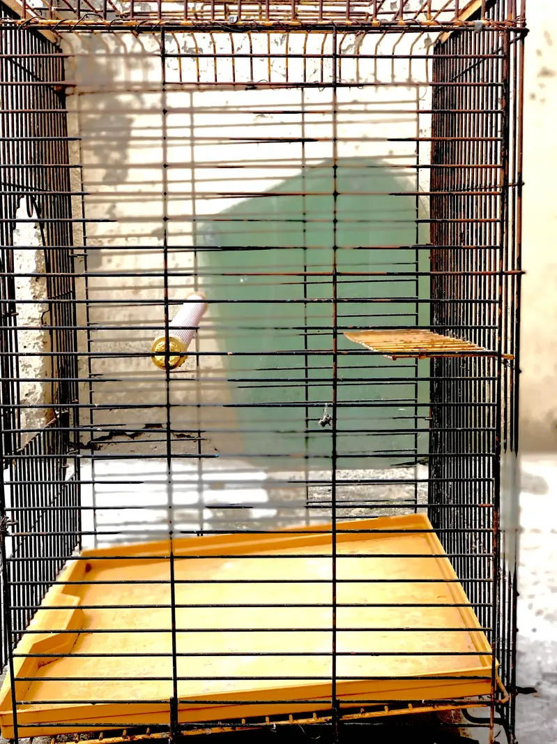 Raw Parrot cages — photo 12