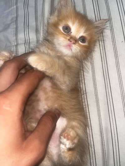 Persian cats