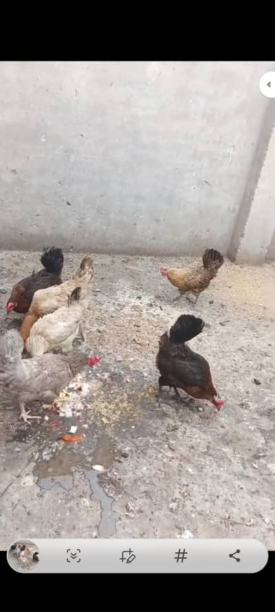 Desi Hens