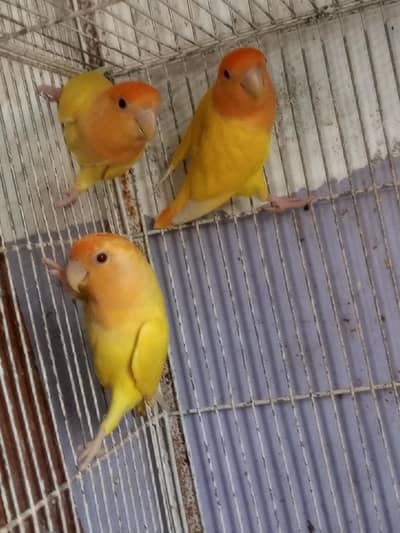 orange opline