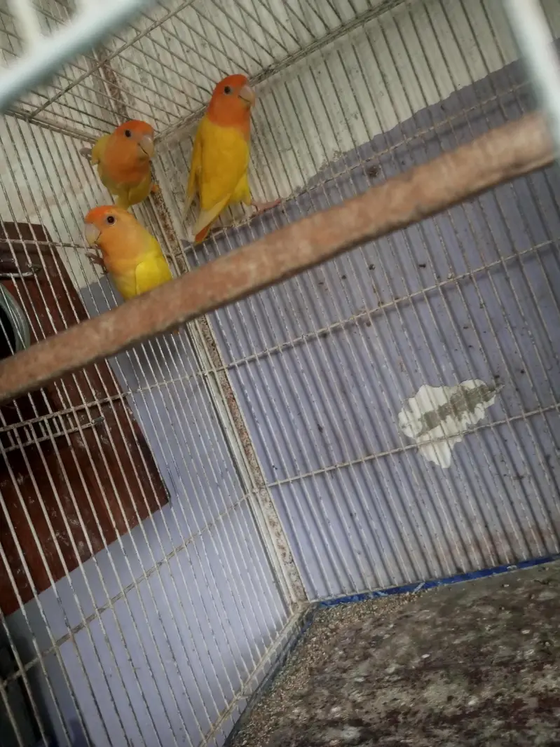 orange opline — photo 2