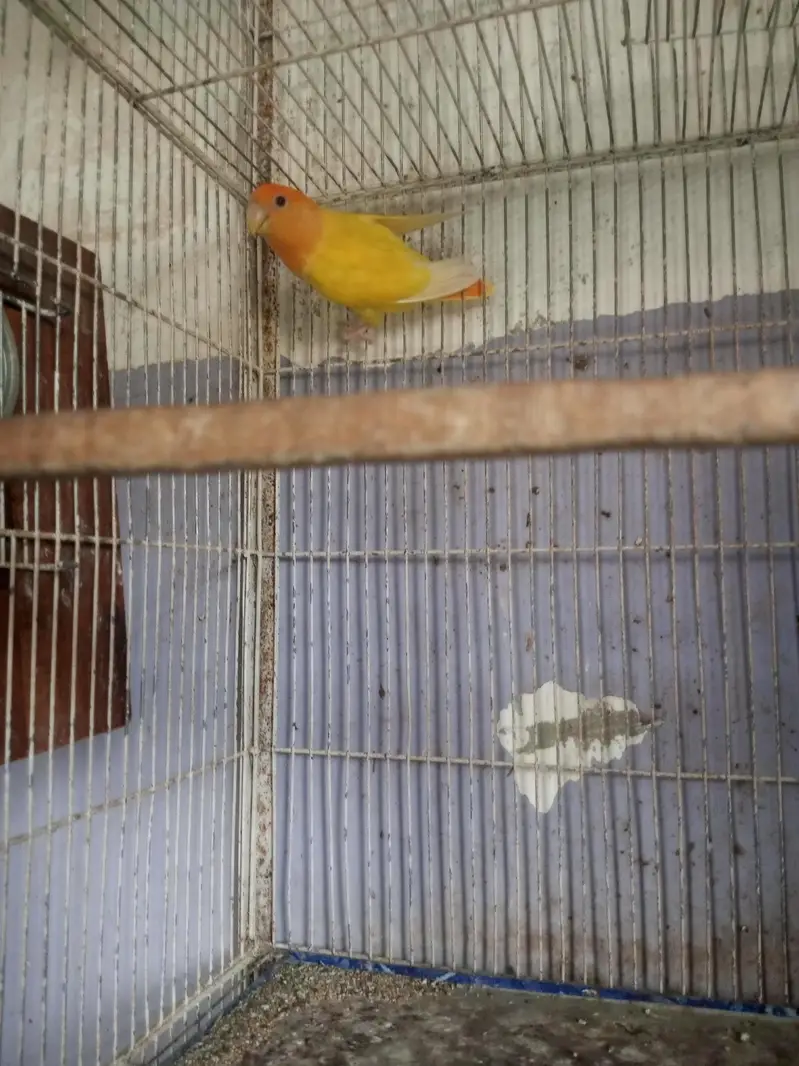 orange opline — photo 3