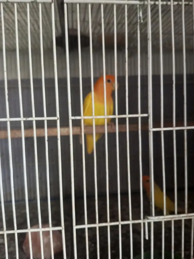 orange opline — photo 4
