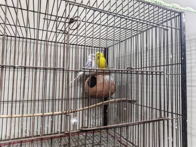 exhibition bridder bagies pair for sale