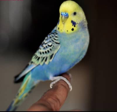 Budgies required as shown in Picture ( Jaal rate se upar me le sakta )