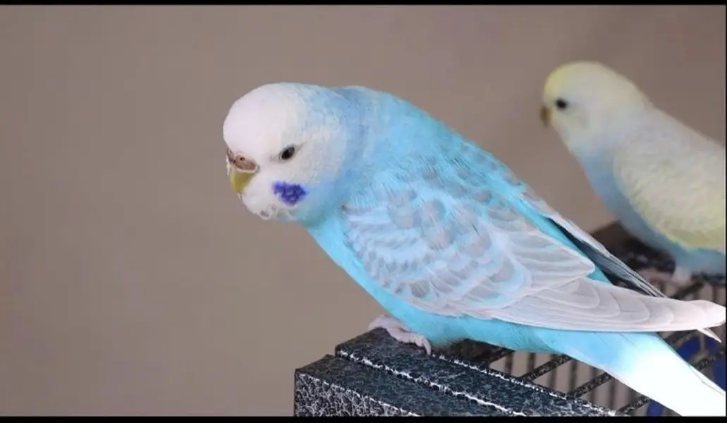 Budgies required as shown in Picture ( Jaal rate se upar me le sakta ) — photo 2