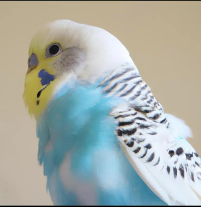 Budgies required as shown in Picture ( Jaal rate se upar me le sakta ) — photo 3