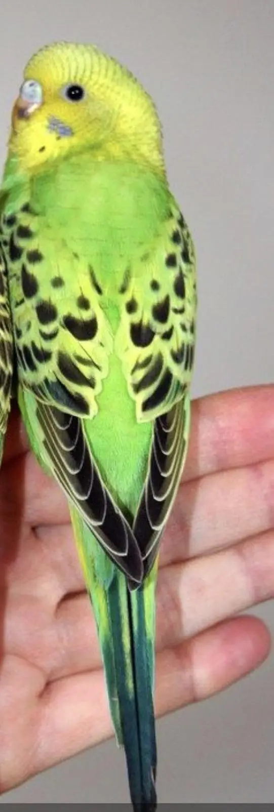 Budgies required as shown in Picture ( Jaal rate se upar me le sakta ) — photo 4