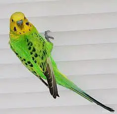 Budgies required as shown in Picture ( Jaal rate se upar me le sakta ) — photo 5
