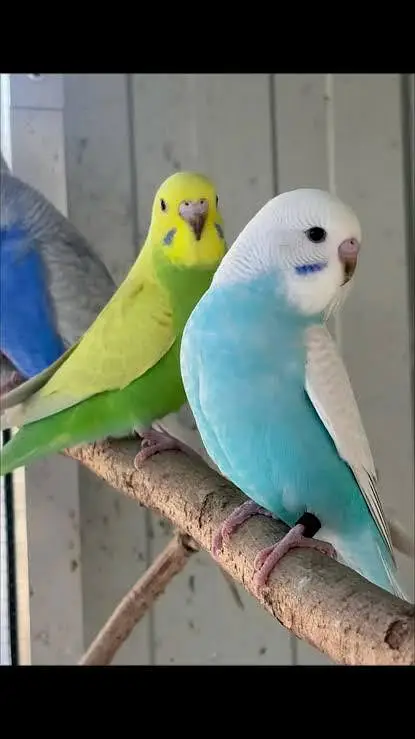 Budgies required as shown in Picture ( Jaal rate se upar me le sakta ) — photo 6