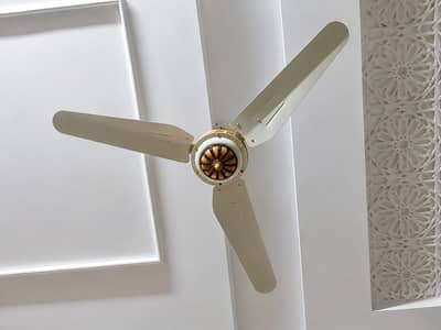 Fans m