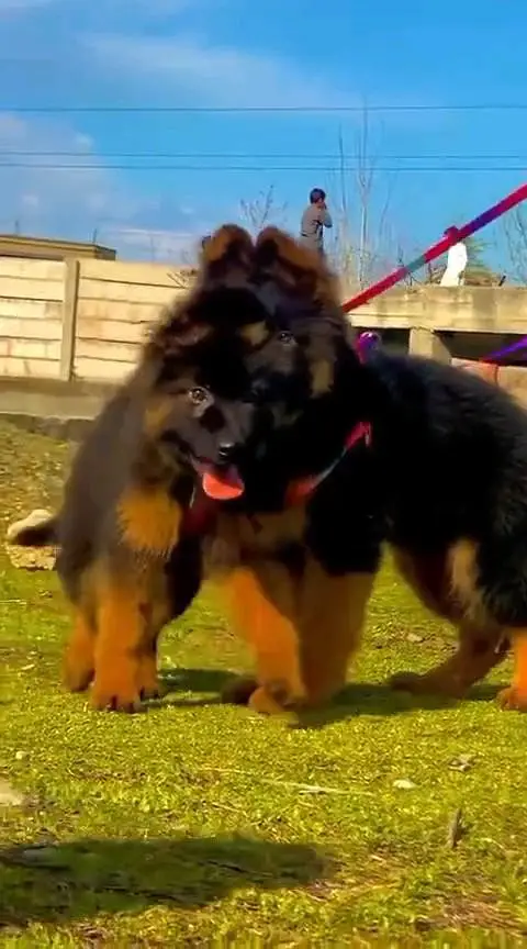 German shepherd puppies contact WhatsApp contact [0343=24=55=191] — photo 3